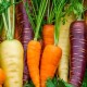 Liste des variétés de carottes destinées au stockage à long terme